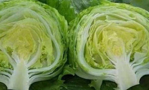 فروش کاهو ایسبرگ - آیسبرگ