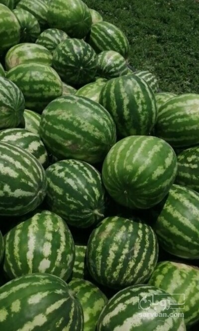 فروش هندوانه