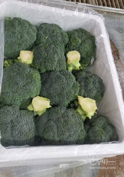 فروش کلم بروکلی