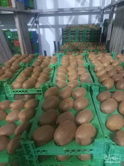 فروش کیوی صادراتی