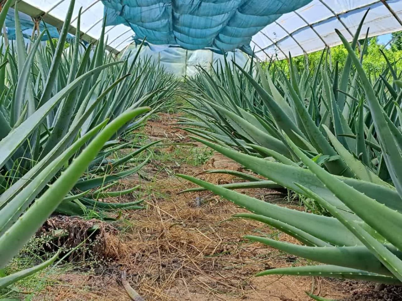 فروش آلوئه ورا برگ