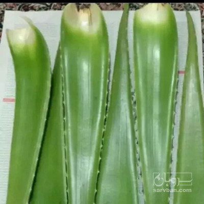 فروش آلوئه ورا (گیاه‌ دارویی)