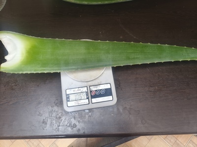 فروش آلوئه ورا