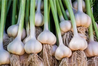 فروش سیر