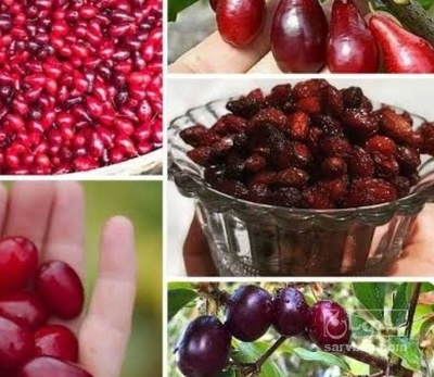 فروش زغال اخته