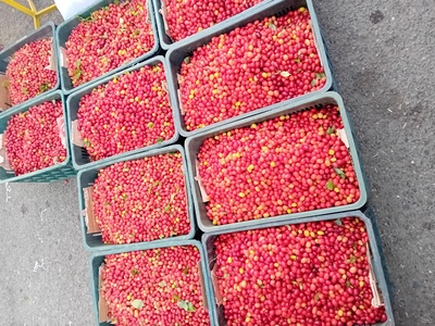 فروش زغال اخته تازه