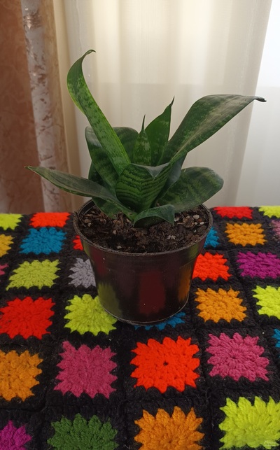 فروش سانسوریا 