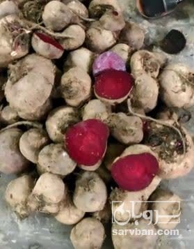 فروش چغندر لبو