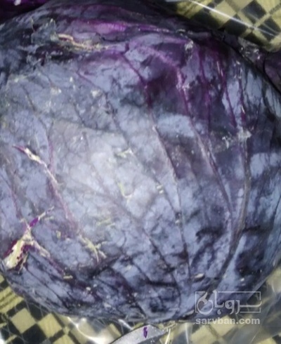 فروش کلم برگی بنفش دامی