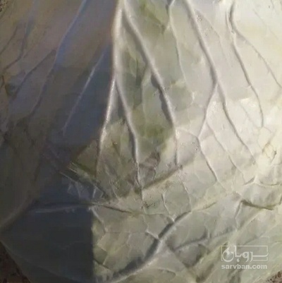 فروش کلم برگی سفید دامی