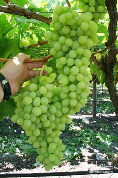 فروش انگور بی دانه