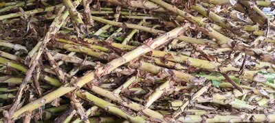 ساقه توتون بارلی