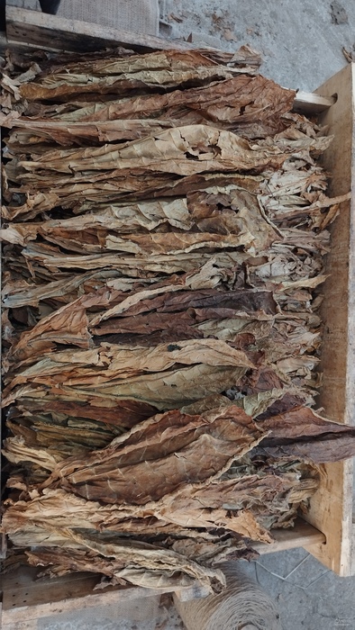 فروش توتون بارلی