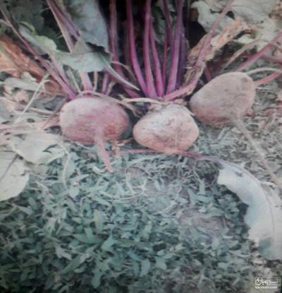 فروش چغندر لبو