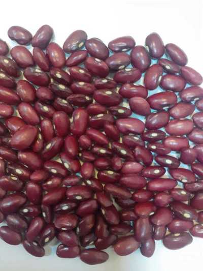 فروش لوبیا قرمز