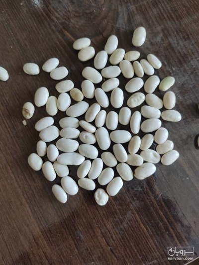 فروش لوبیا سفید