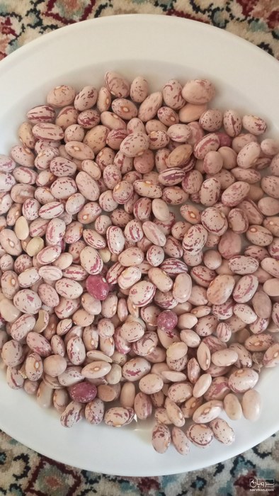 فروش لوبیا چیتی