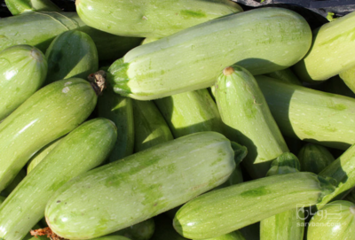 فروش کدو  سبز