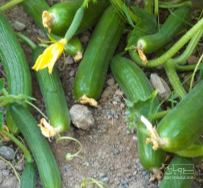 فروش خیار سبز