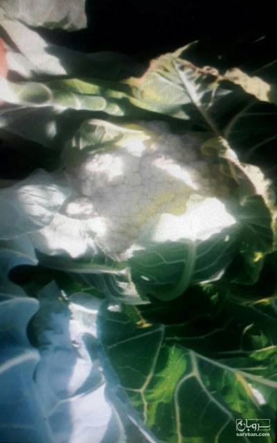 فروش گل کلم