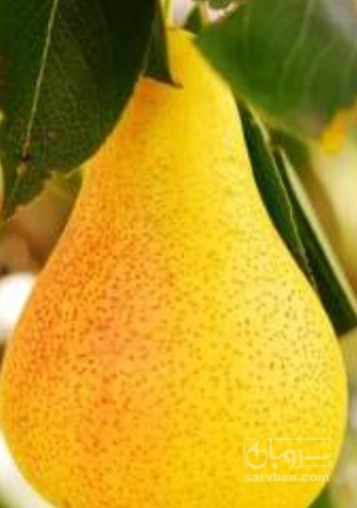 فروش گلابی بیروتی