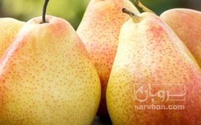 فروش گلابی درگزی