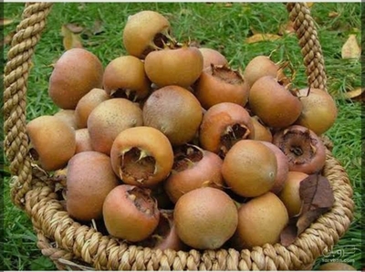 فروش ازگیل