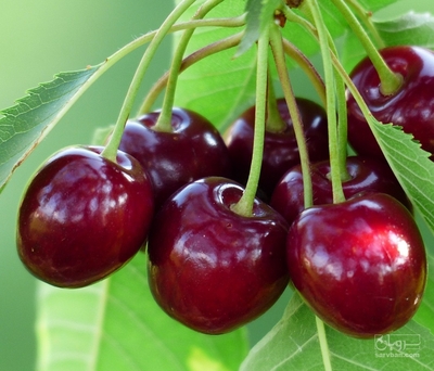 فروش گیلاس