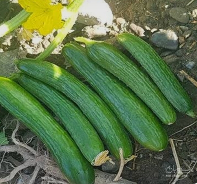 فروش خیار