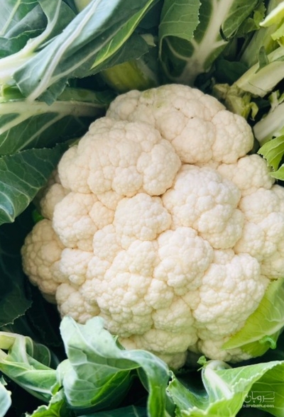 فروش گل کلم