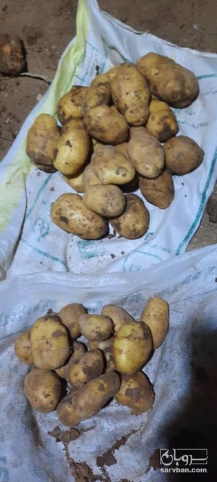 فروش سیب زمینی