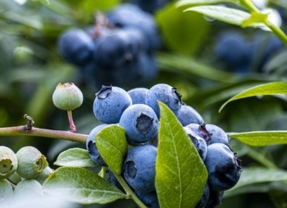 فروش بلوبری