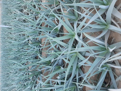 فروش آلوئه ورا