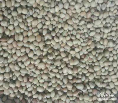 فروش لوبیا چشم بلبلی کهنوج