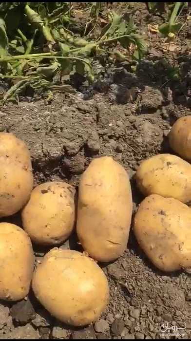فروش سیب زمینی بامبا