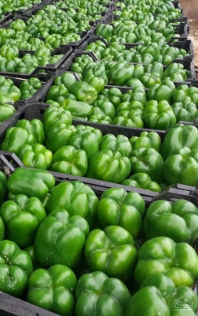 فروش فلفل دلمه ای