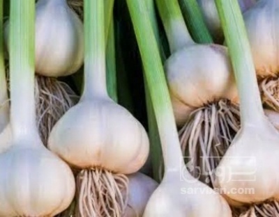 فروش سیر