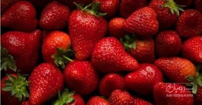 فروش توت فرنگی