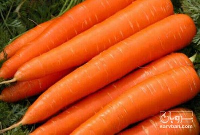 فروش هویج صادراتی