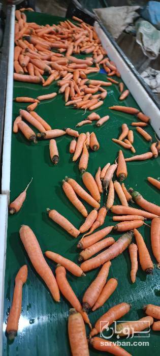 فروش هویج صنعتی