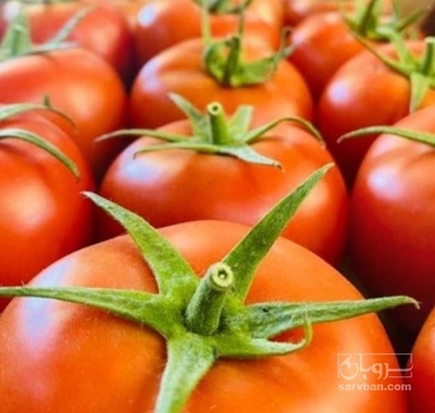 فروش گوجه فرنگی دافنیس