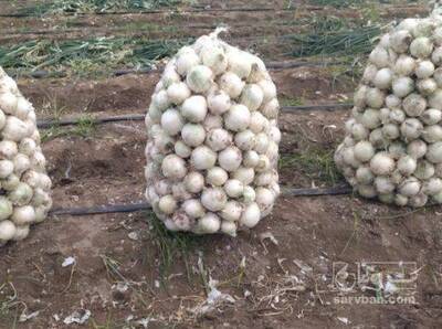 فروش پیاز سفید