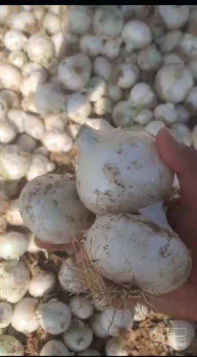 فروش پیاز سفید