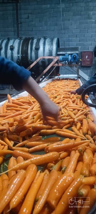فروش هویج شسته شده