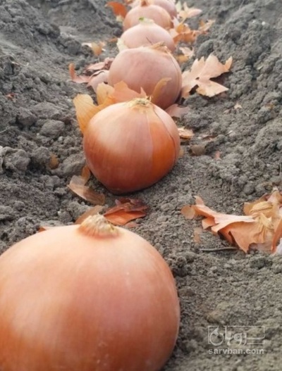 فروش پیاز کله زرد