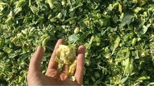 فروش ذرت علوفه ای