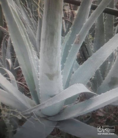 فروش آلوئه ورا