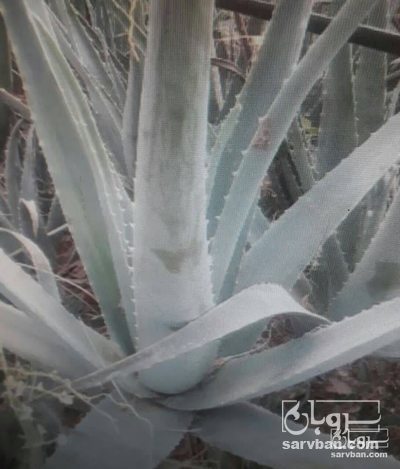فروش آلوئه ورا