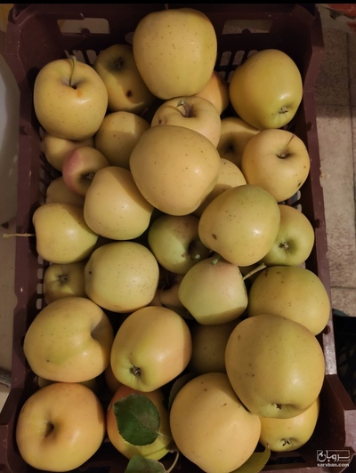 فروش سیب زرد در هم