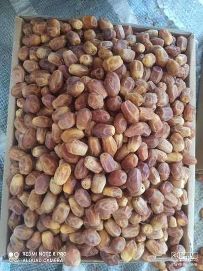 فروش خرما زاهدی
